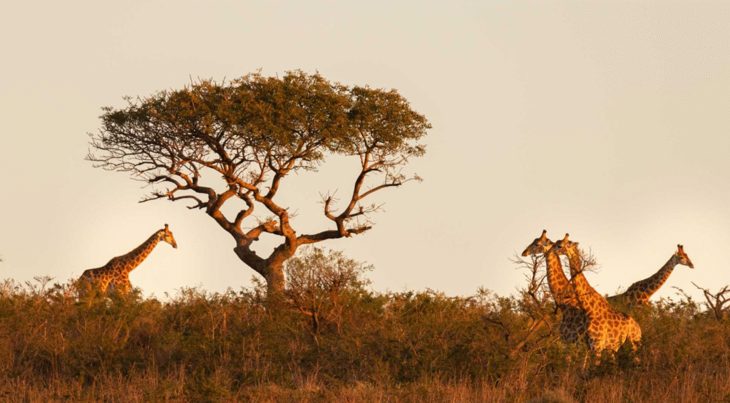 Safari Trips from UK